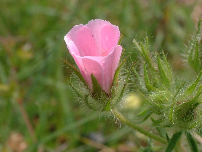 Althaea hirsuta / Altea ispida